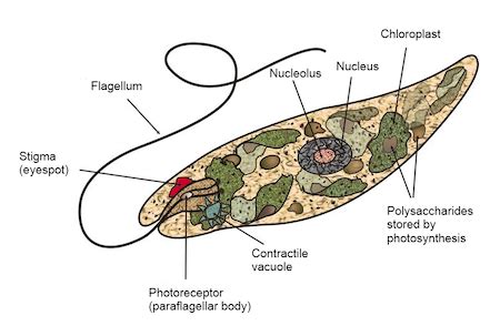 how are euglenas similar to plants answers com